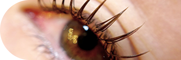 オールカラーブラウンミックスのイメージ画像